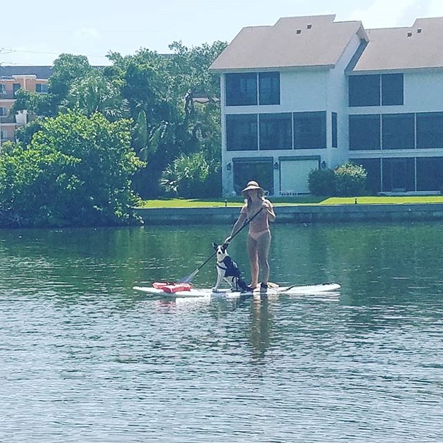 Doggy paddle!! #siestakeypaddleboards #siesta #siestakey