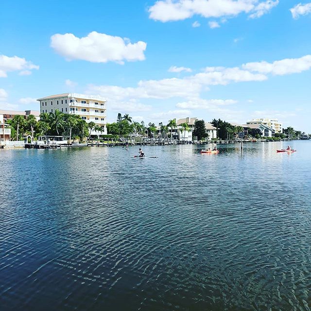 The manatees are putting on a show today! #siestakey #siestakeypaddleboards