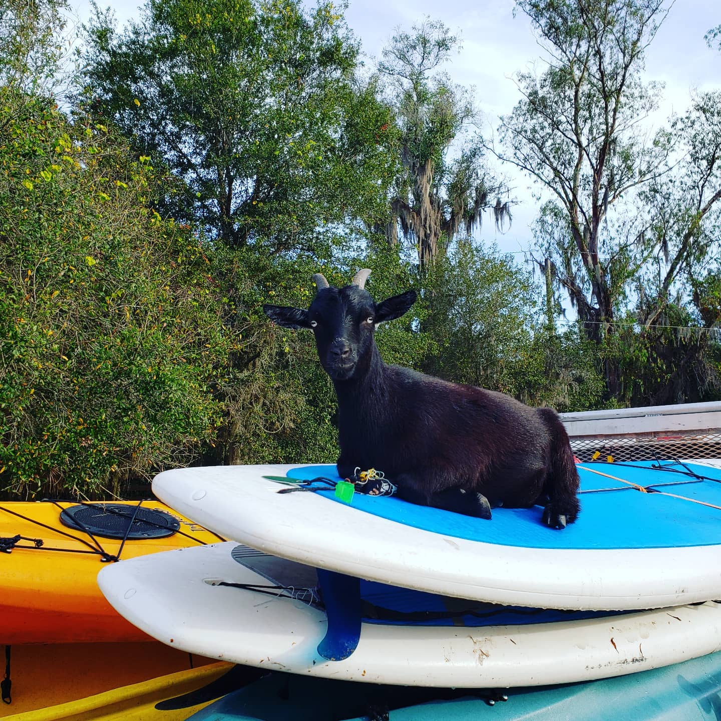 Out delivering paddleboards! #siestakeypaddleboards #siestakey