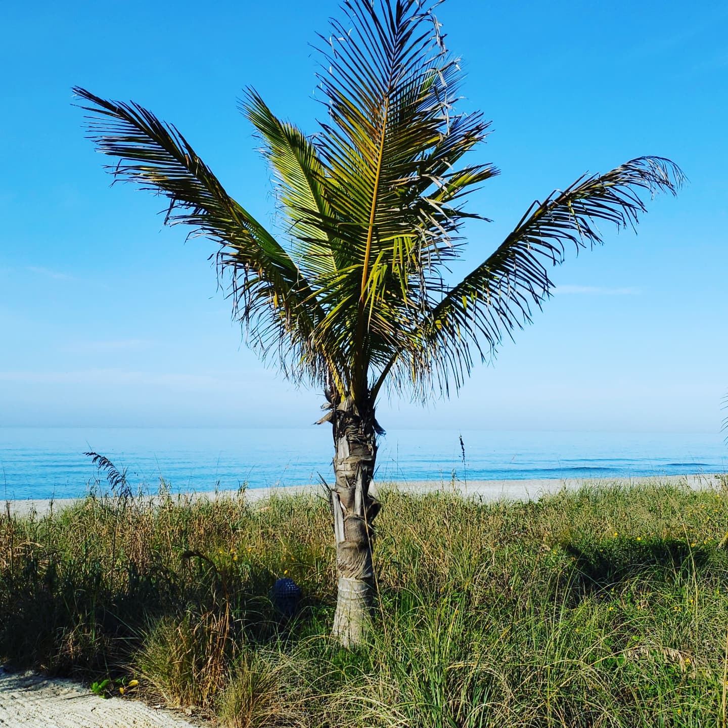 Nice and calm. @siestakeypaddleboards #siestakeypaddleboards #siestakey #siesta